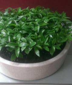 花籃花禮