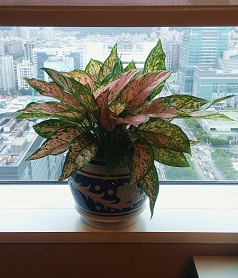 小盆栽系列