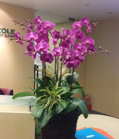蘭花
