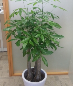 大盆栽系列