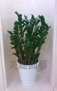 金錢樹