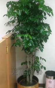 旺旺樹 1