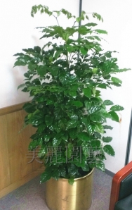 旺旺樹 2