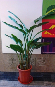 天堂鳥