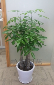 馬拉巴栗(發財樹)