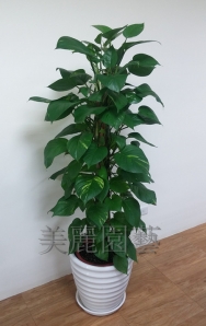 黃金葛