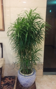 細葉百合竹