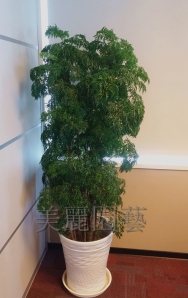福祿桐(富貴樹)
