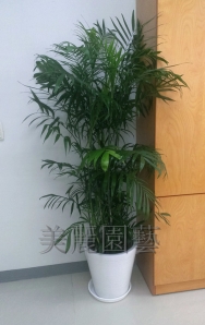 夏威夷椰子