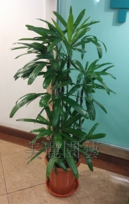 觀音棕竹