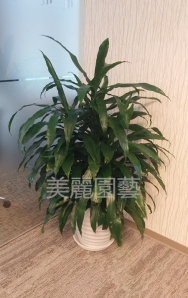 千年木
